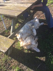 Rolling under the table