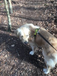 A walk on Tilburstow Hill