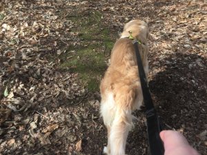 Pulling on the lead