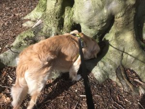 Sniffing a tree