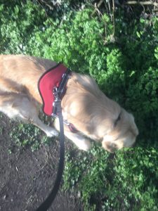 The new red harness