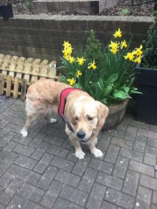 Monty's wonky hips