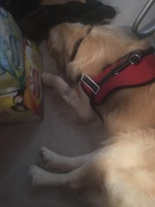 Monty asleep in Alex's study