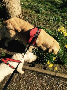 Inspecting daffodils