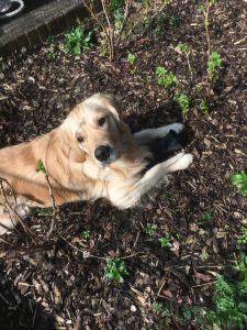 Chewing a plant pot