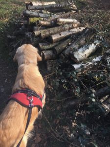 Sniffing a few logs on the common
