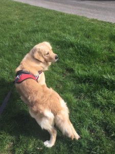 My favourite patch of grass