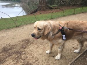 All ready for a walk