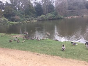 Ducks at Sheffield Park