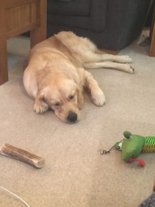 Dog tired