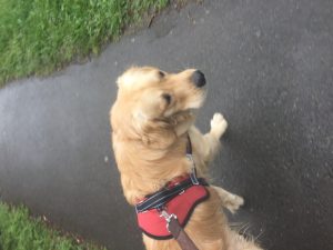 Out on a morning walk