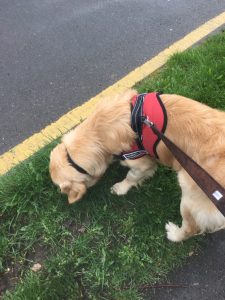 Having a sniff on the verge