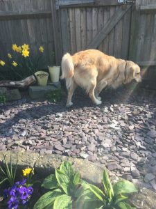 Monty in the garden