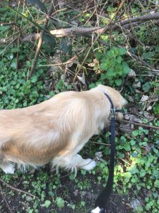 Having a sniff in Green Lane