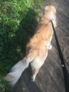 Monty pulling on the lead