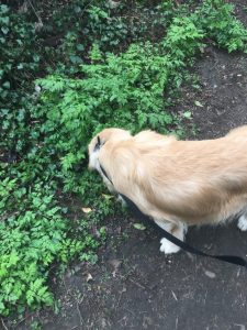 Monty sniffing manure in Green Lane