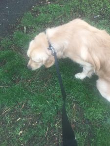 Sniff central has been mowed