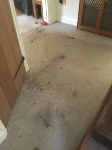 Soil all over the hallway
