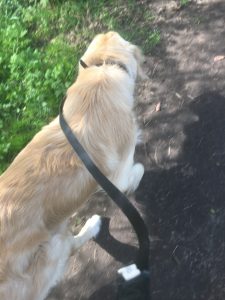 Monty on a loose lead
