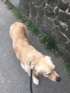 Monty walking on a loose lead