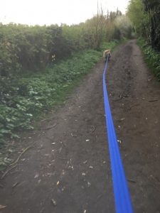 Monty on a long lead
