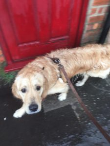 Damp and muddy Monty