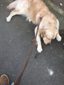 Monty chewing a stick