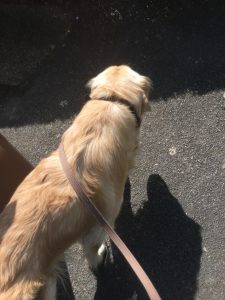 Walking on a loose lead.