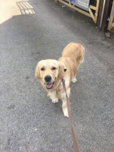 Sniff Halt