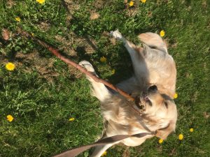 Chewing the stick