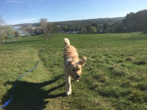 Running in the fields