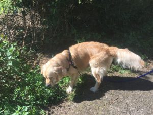 Having a sniff at Bay Pond