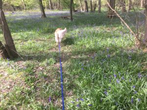 Bluebells behind Hill Fields