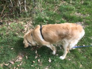 Having a sniff on a walk