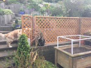 Trellis stops Monty from getting at the raised vegetable beds.