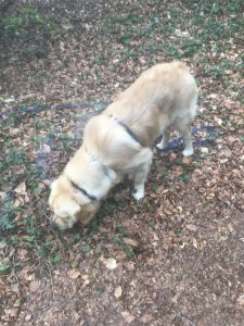 Having a sniff at The Hollow