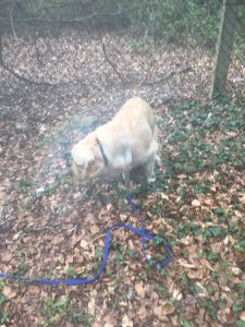 Does a dog have no privacy