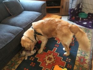 Playing with my toys in the lounge.