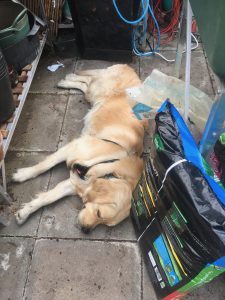Having a quick lie down in the greenhouse - this gardening is pretty tiring.