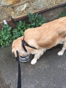 Drinking water outside Angela's house