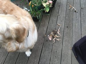 More bulbs destroyed!
