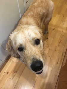 A soaking wet Monty after the 'hose game'.
