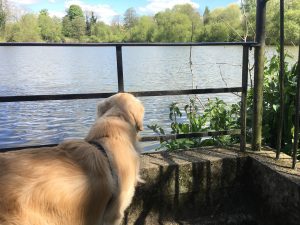 Monty looking at the ducks on Bay Pond