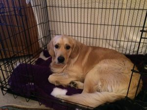Just having a bit of a chill and a lie down in my crate.