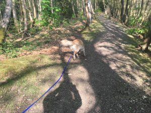 We had an absolutely fabulous walk around Tilburstow Hill