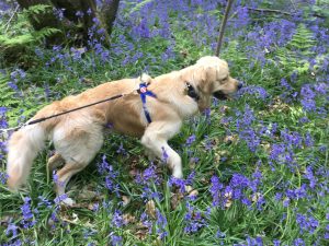 Exploring on Tilburstow Hill. It was great!