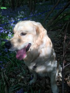 Monty posing on Tilburstow Hill