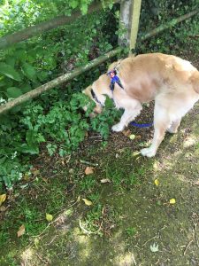 Searching for a rabbit