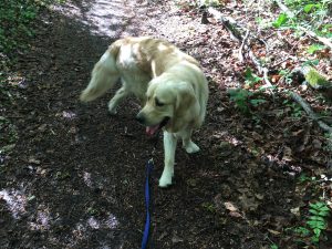 Walking along The Hollow