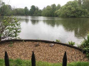 Rain falling on Bay Pond.